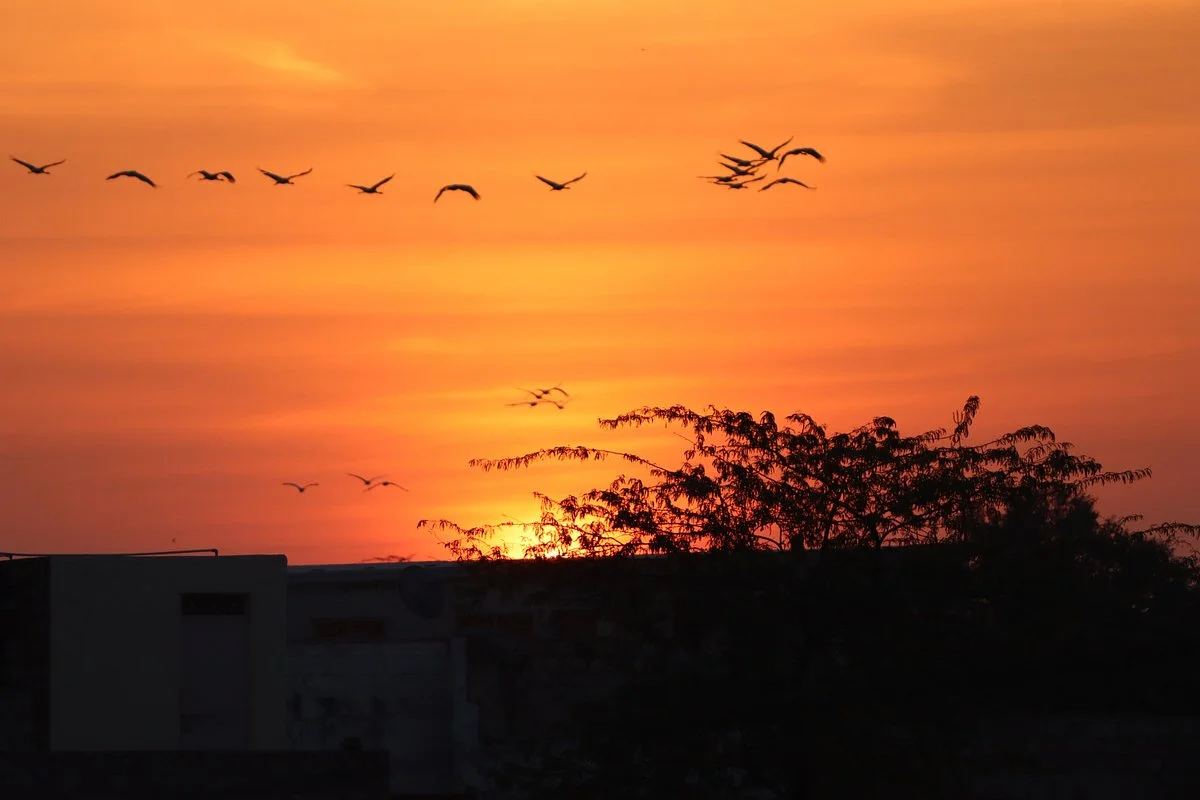 Khichan Bird Sanctuary