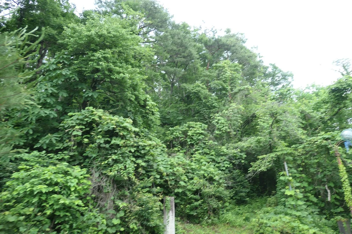 Hayama Tumulus