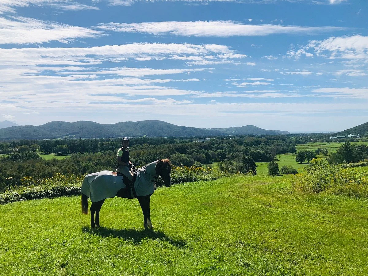 Racing Horse Grazing Farm
