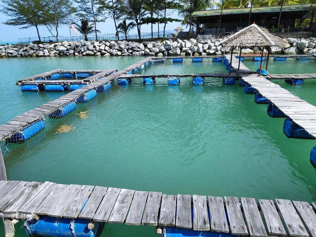 Tukik Babel Sea Turtle Hatchery