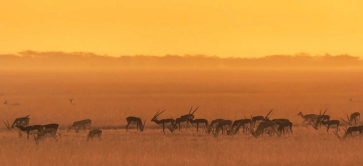 Velavadar Black Buck National Park
