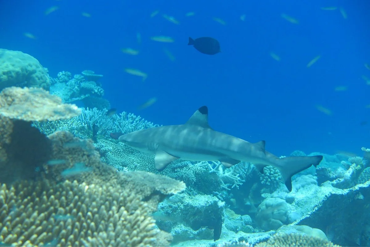 HP Reef
