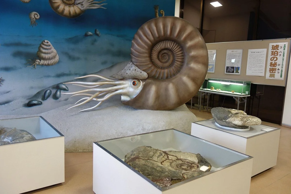 Iwaki City Ammonite Center