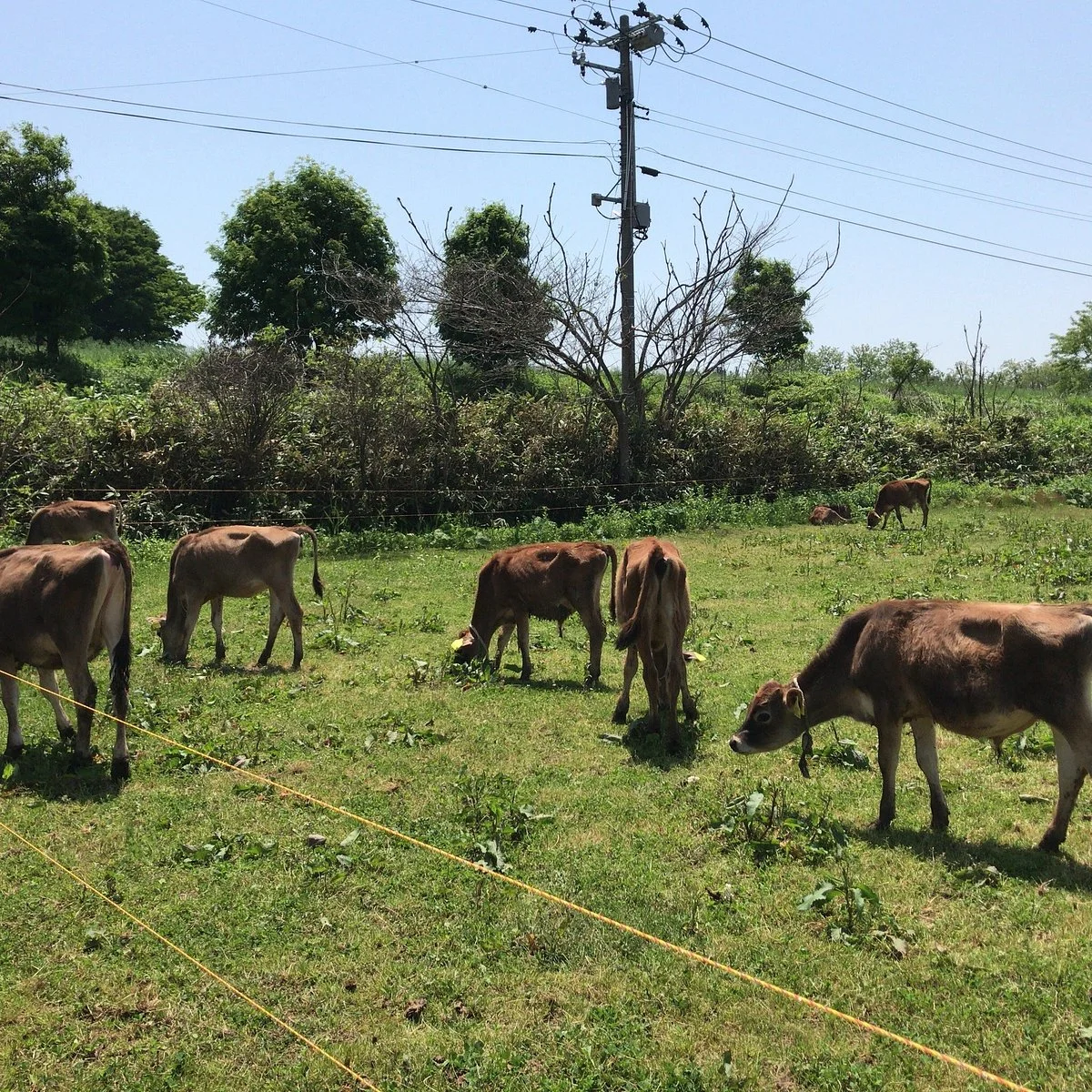 Abitania Jaji Farm