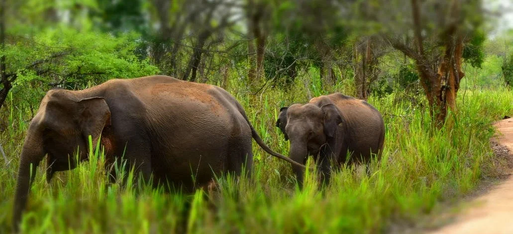Wasgamuwa National Park