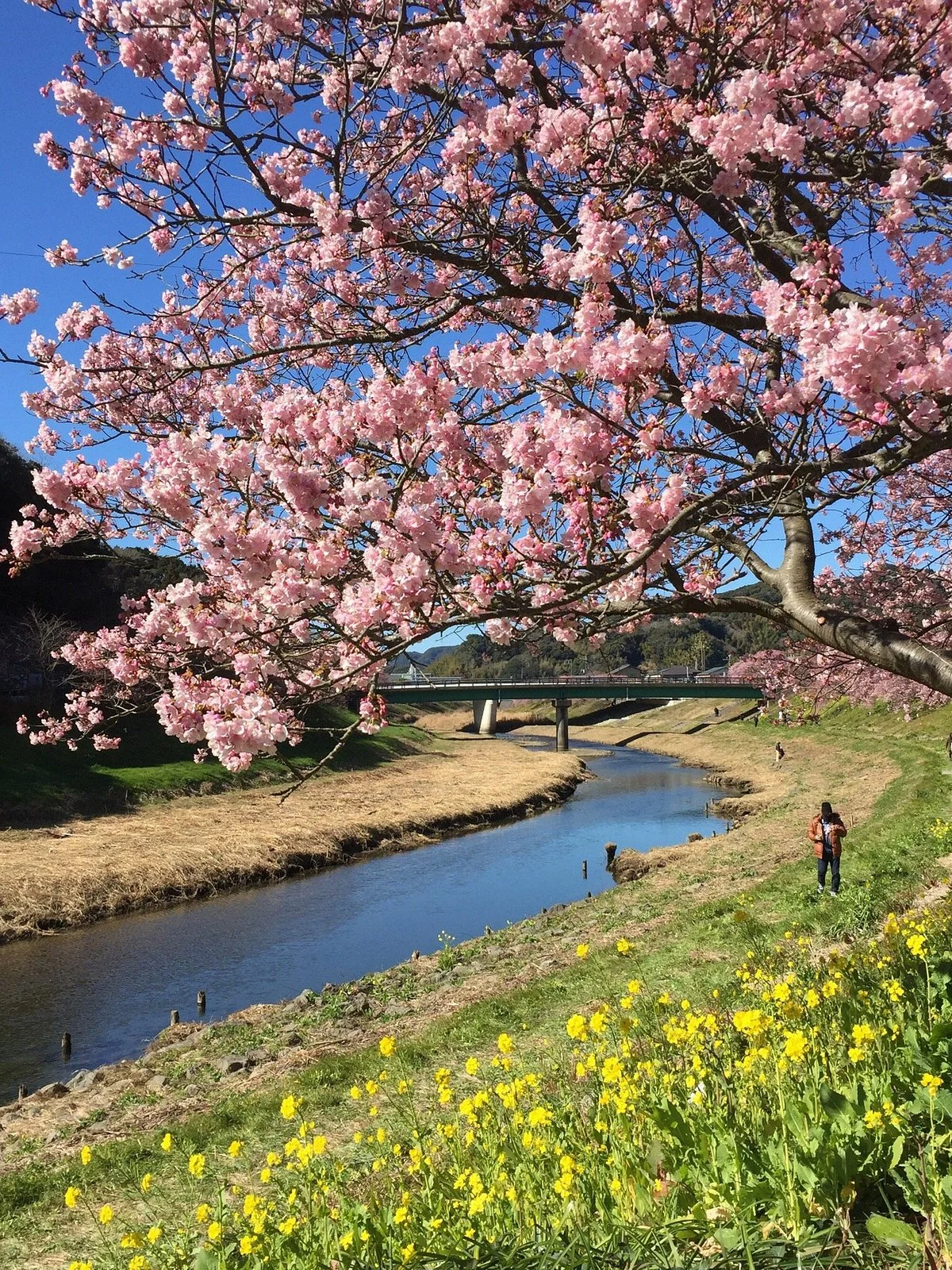 Aono River Cherry Blossoms