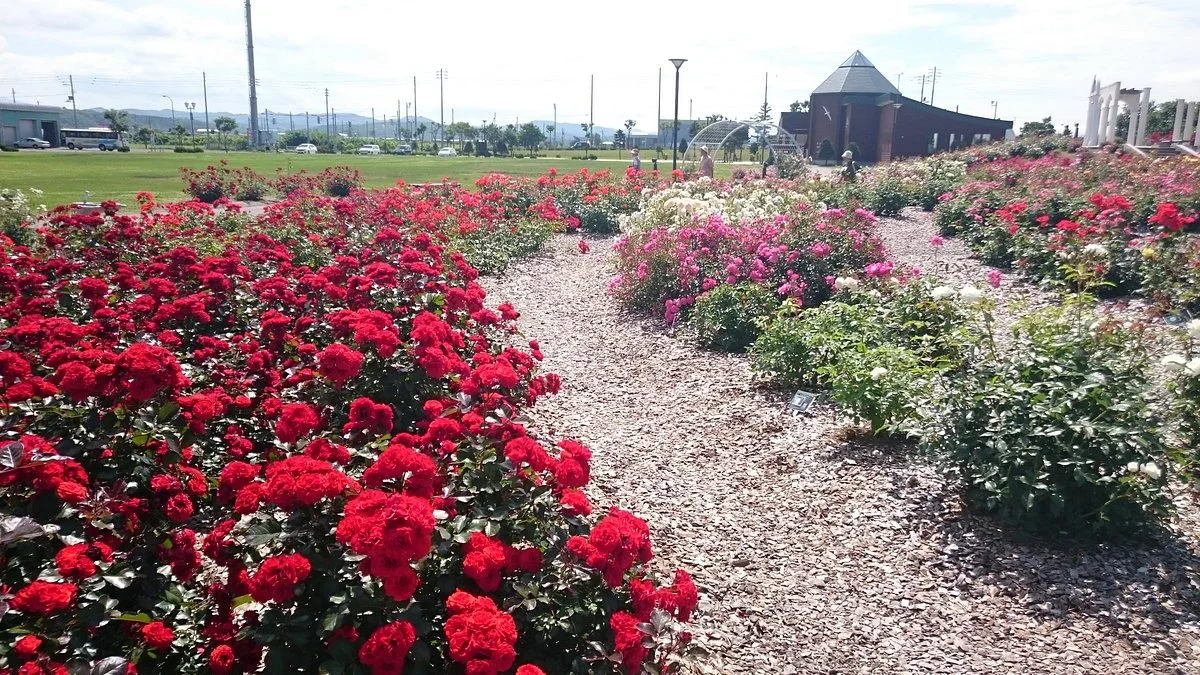 Haboro Rose Garden