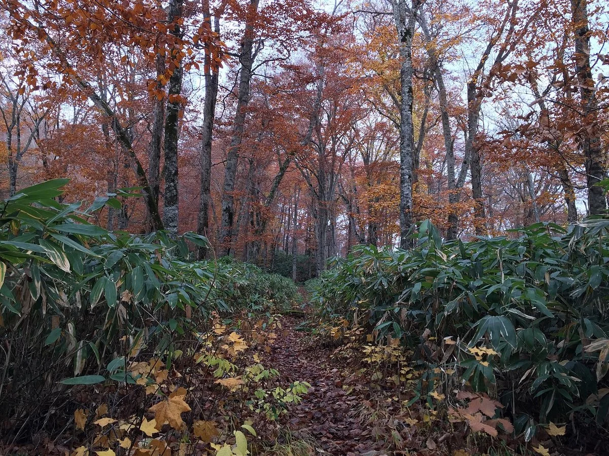 Utasai Beech Forests