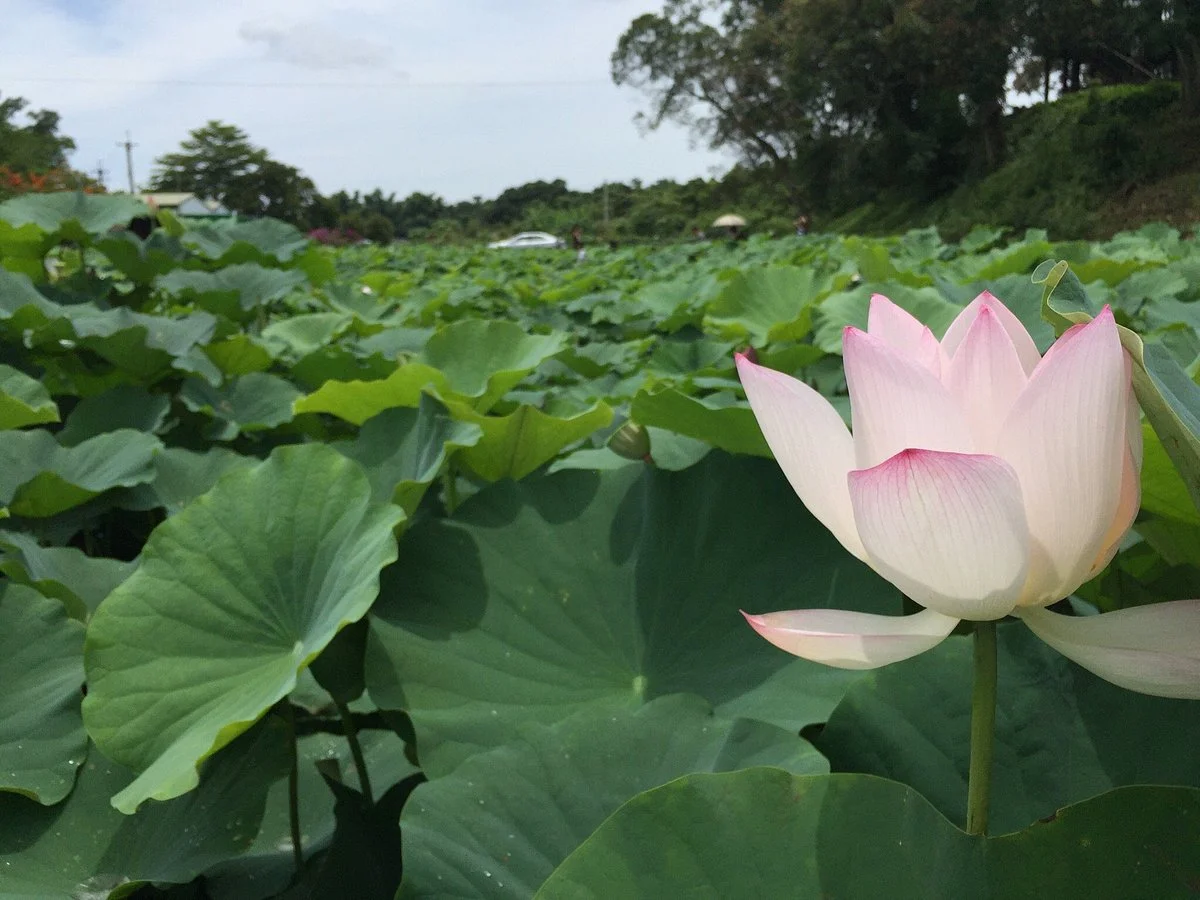 Baihe Lotus Park