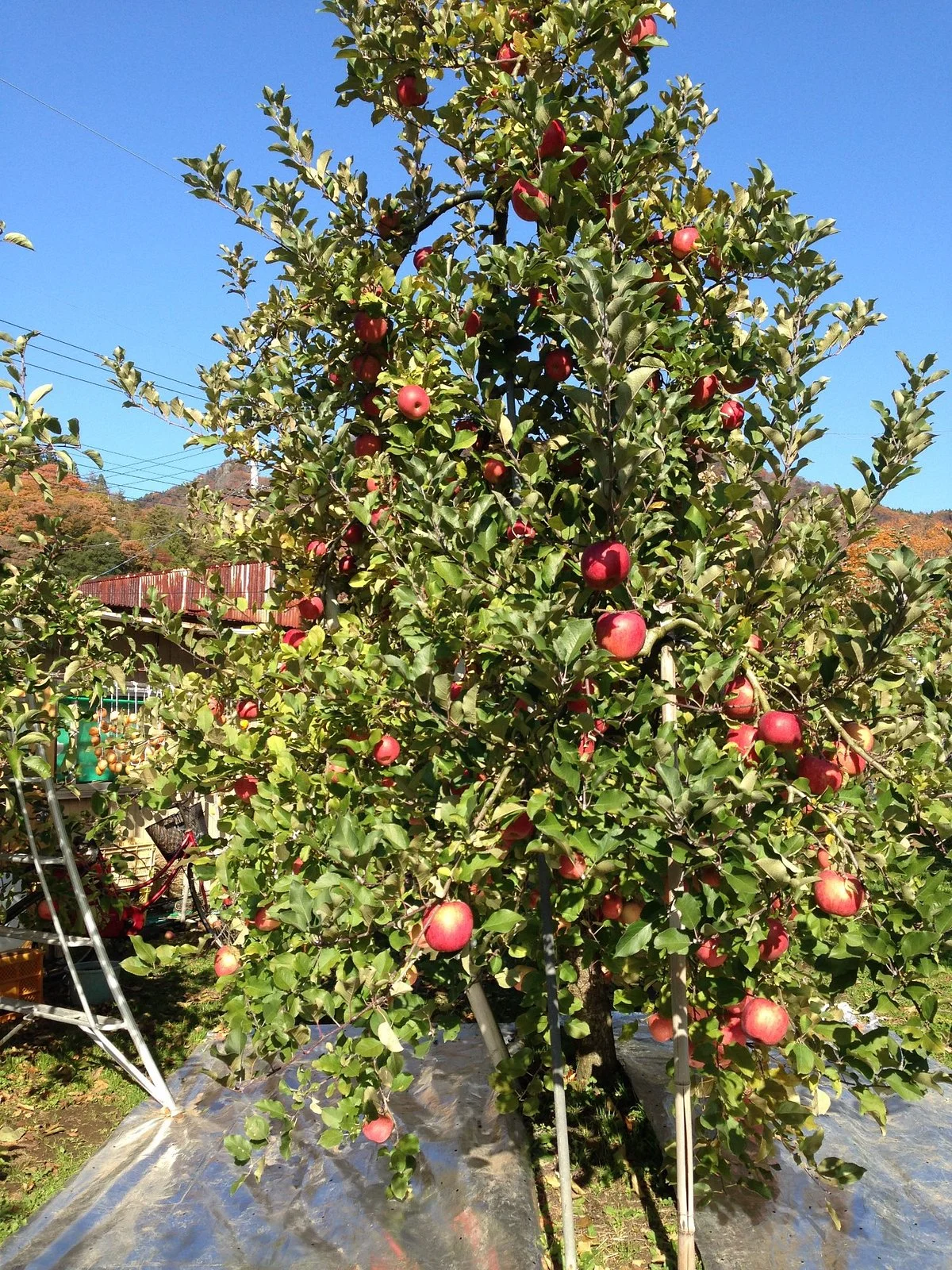 Nemoto Apple Garden