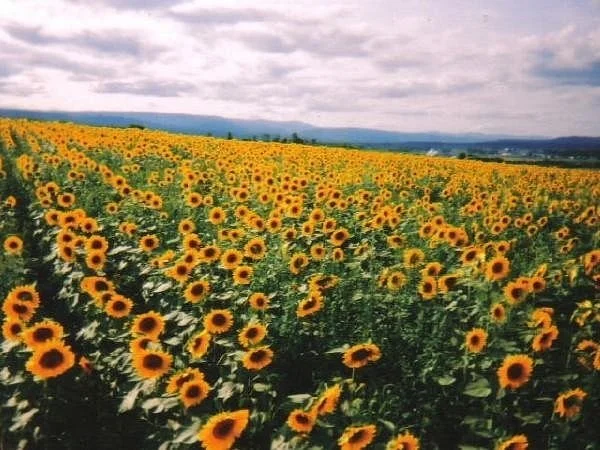Nayoro Chiebun Sunflower Farm