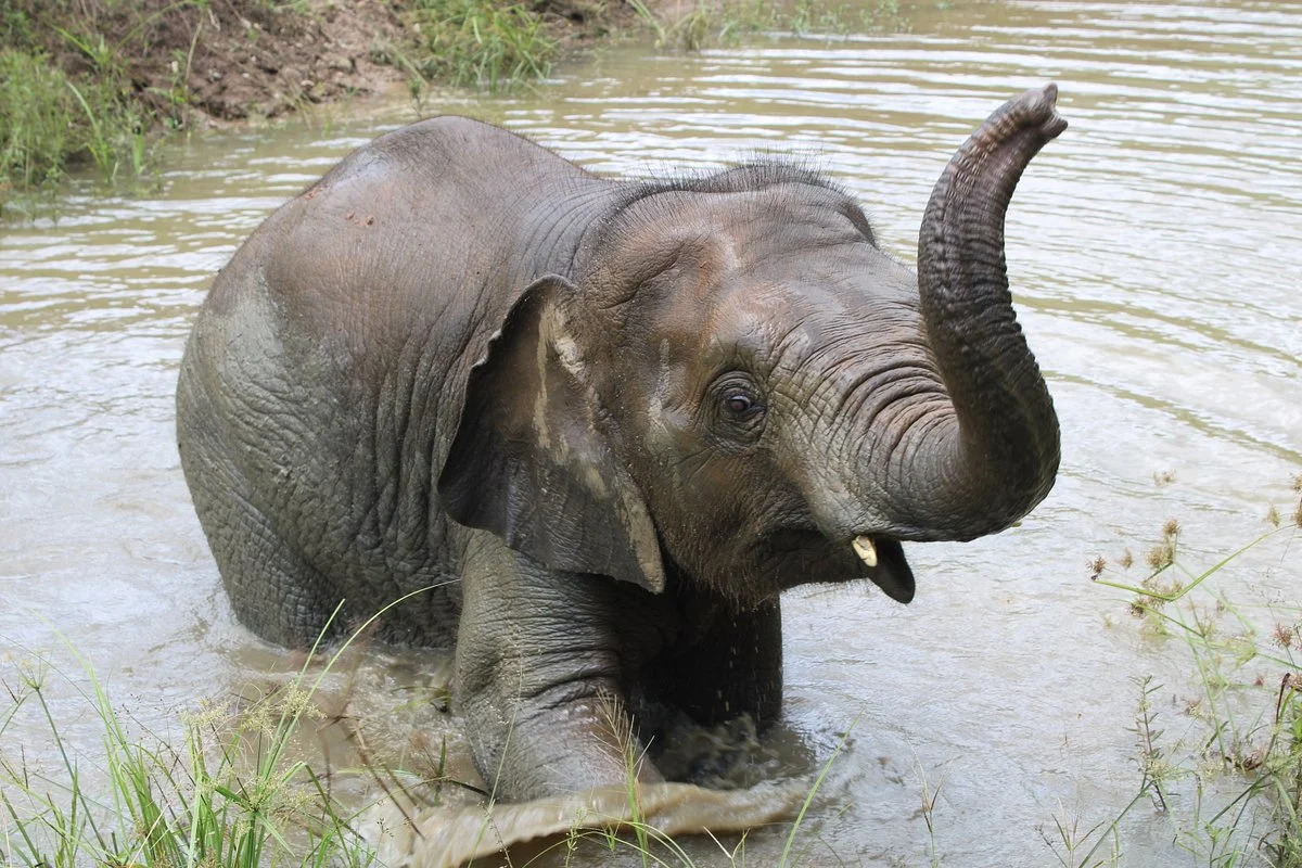 Elephant Green Hill Project