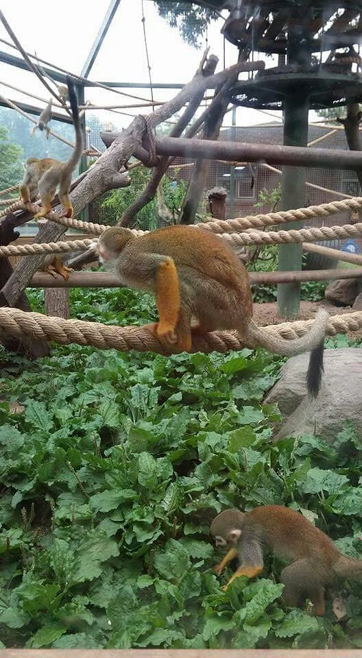 Cheongju Zoo
