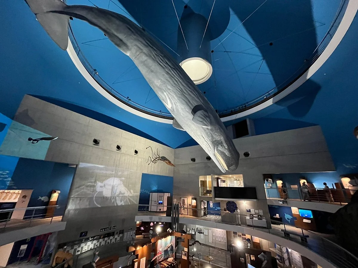 Whales and Science of the Sea Museum