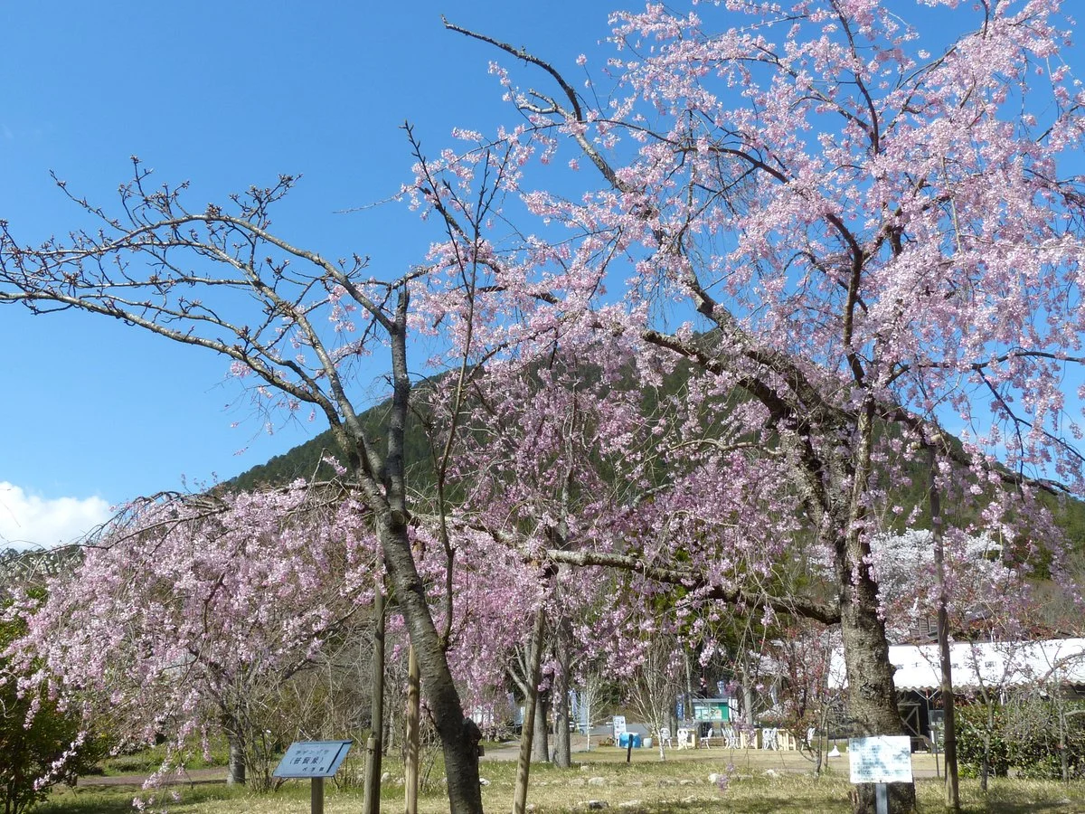 Shiga-kenritsu Omi Fuji Karyoku Park