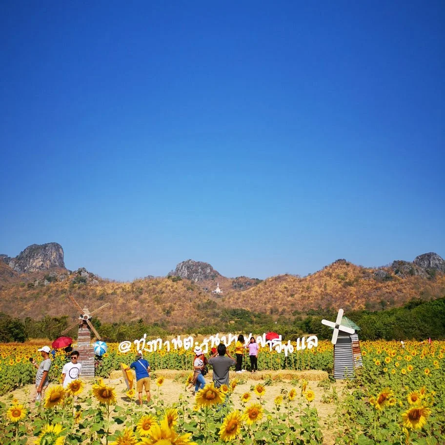 Khao Chin Lae Sunflower Field