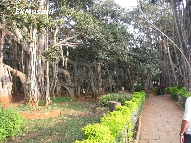 Biggest Banyan Tree