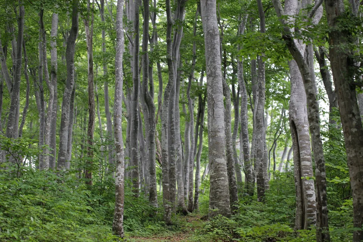 Amamizukoshi Buna Forest