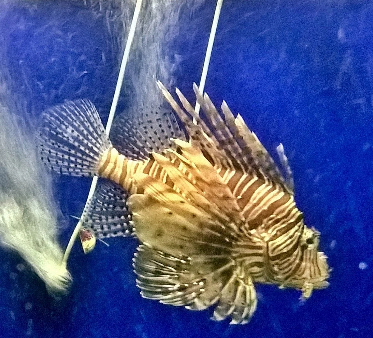 Marine Aquarium Paradeep