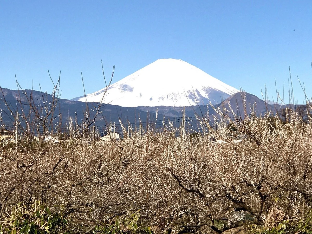 Odawara Ume blossom Matsuri