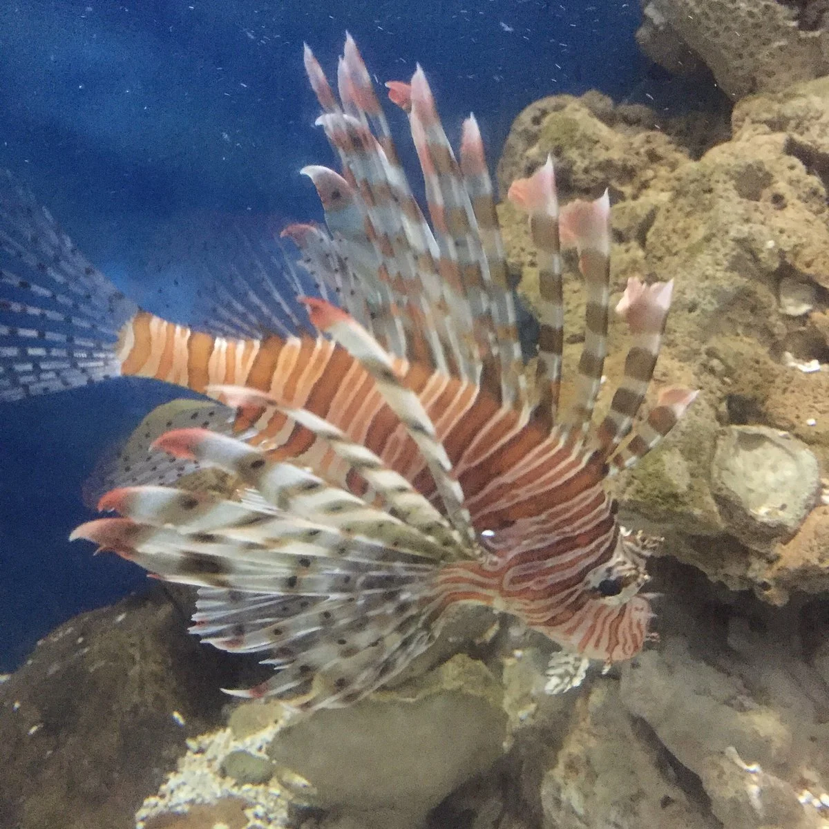 Rajamangkala Aquarium Trang