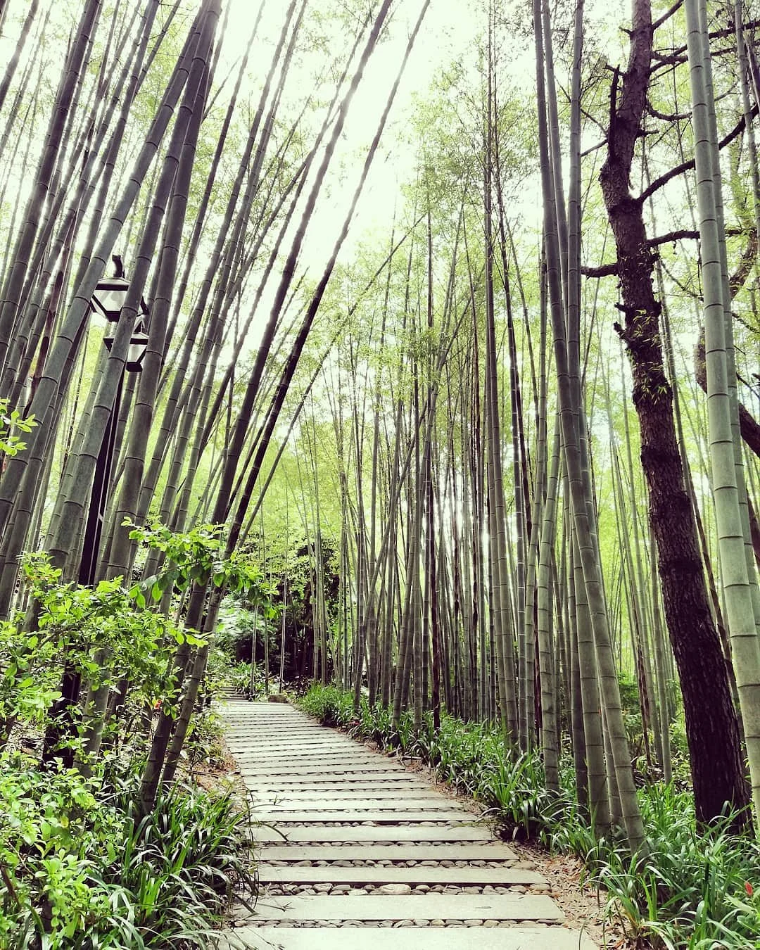 Yannanfei Tea Field