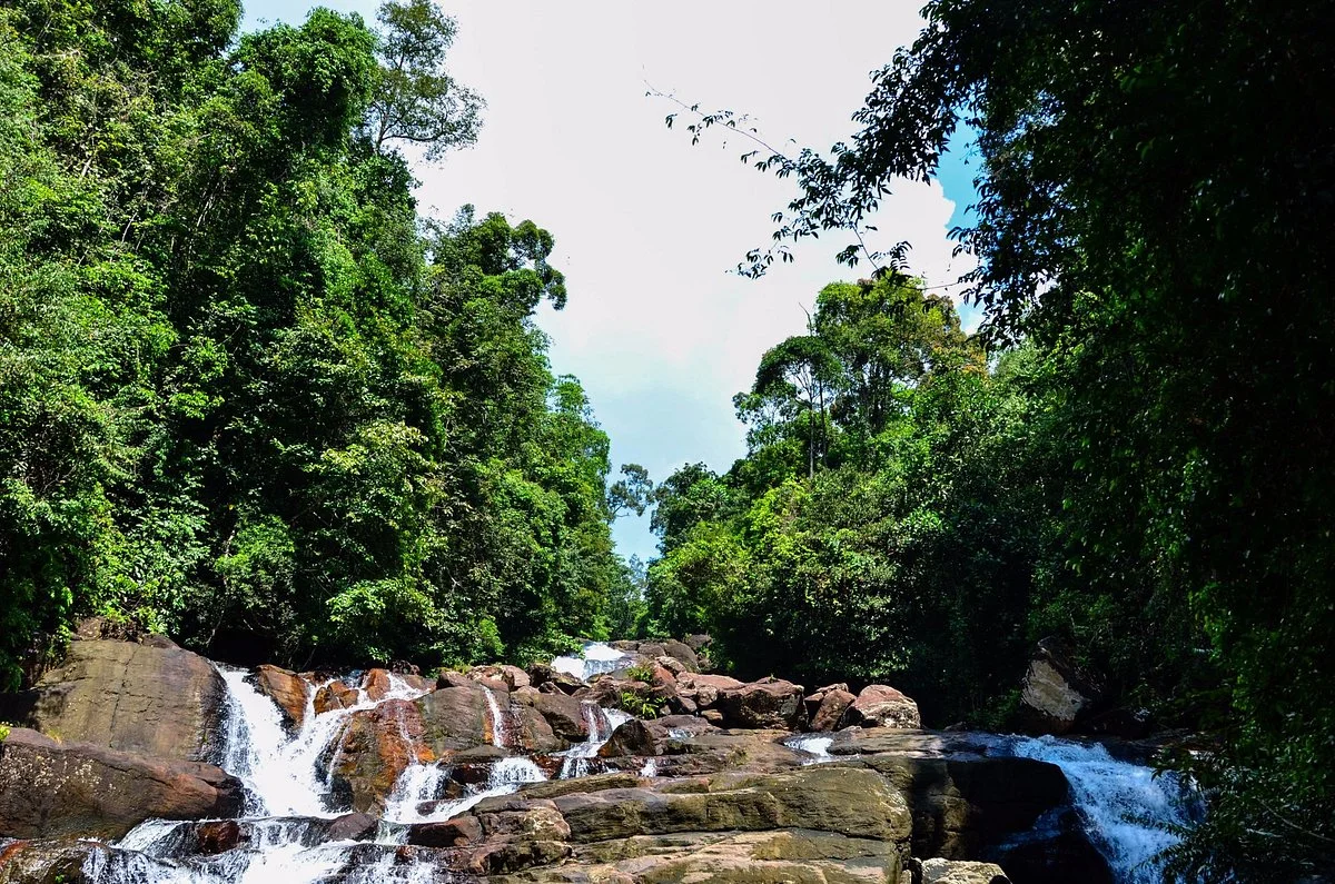 Kanneliya Rain Forest Reserve