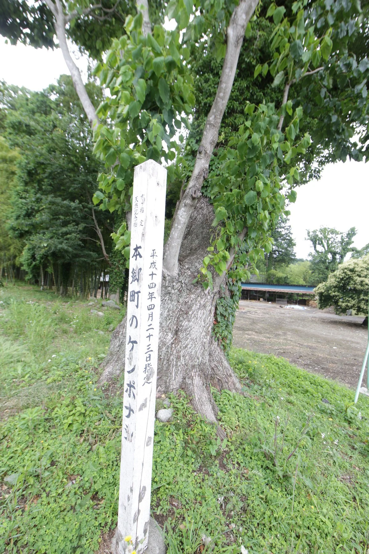 Hongocho Kenponashi