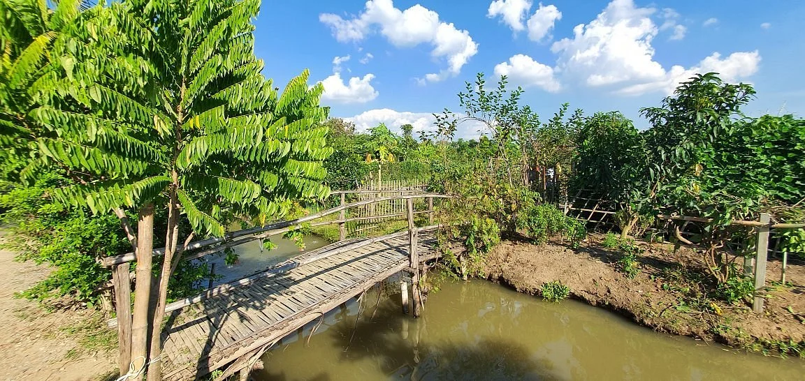 Ginger Farm