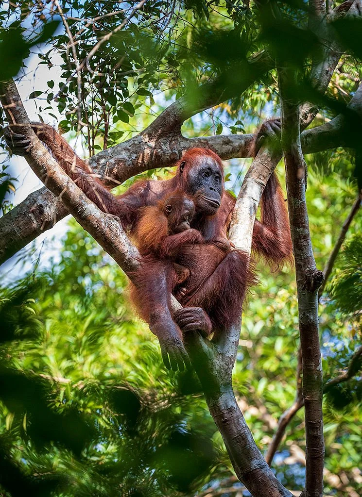 Tanjung Harapan Orangutan Rehabilitation Center