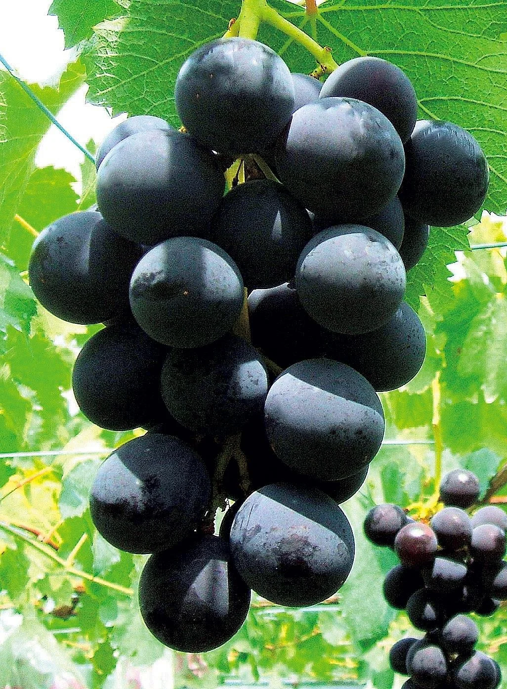 Shoren Temple Kankomura Grape Picking