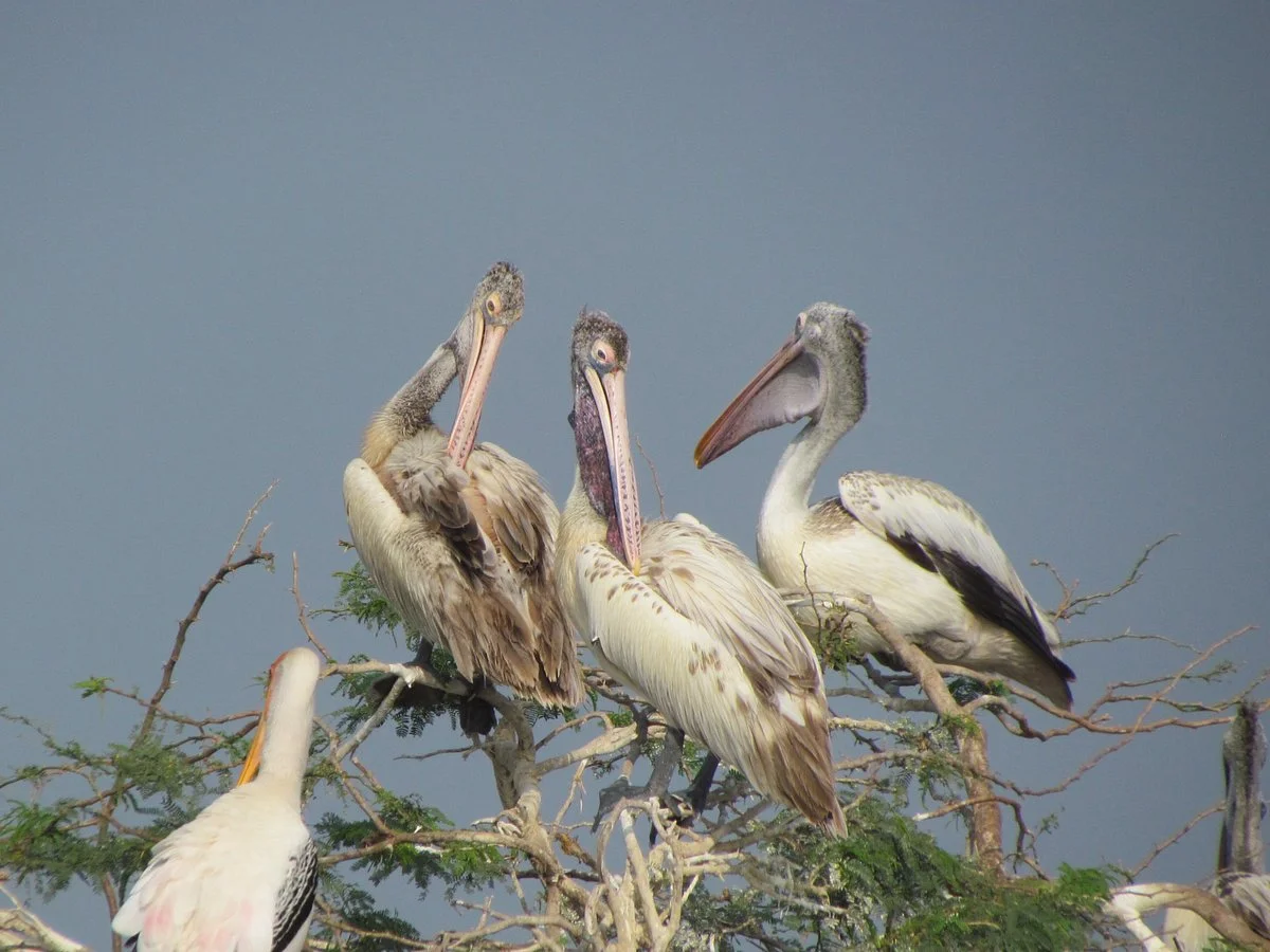 Kolleru Bird Sanctuary
