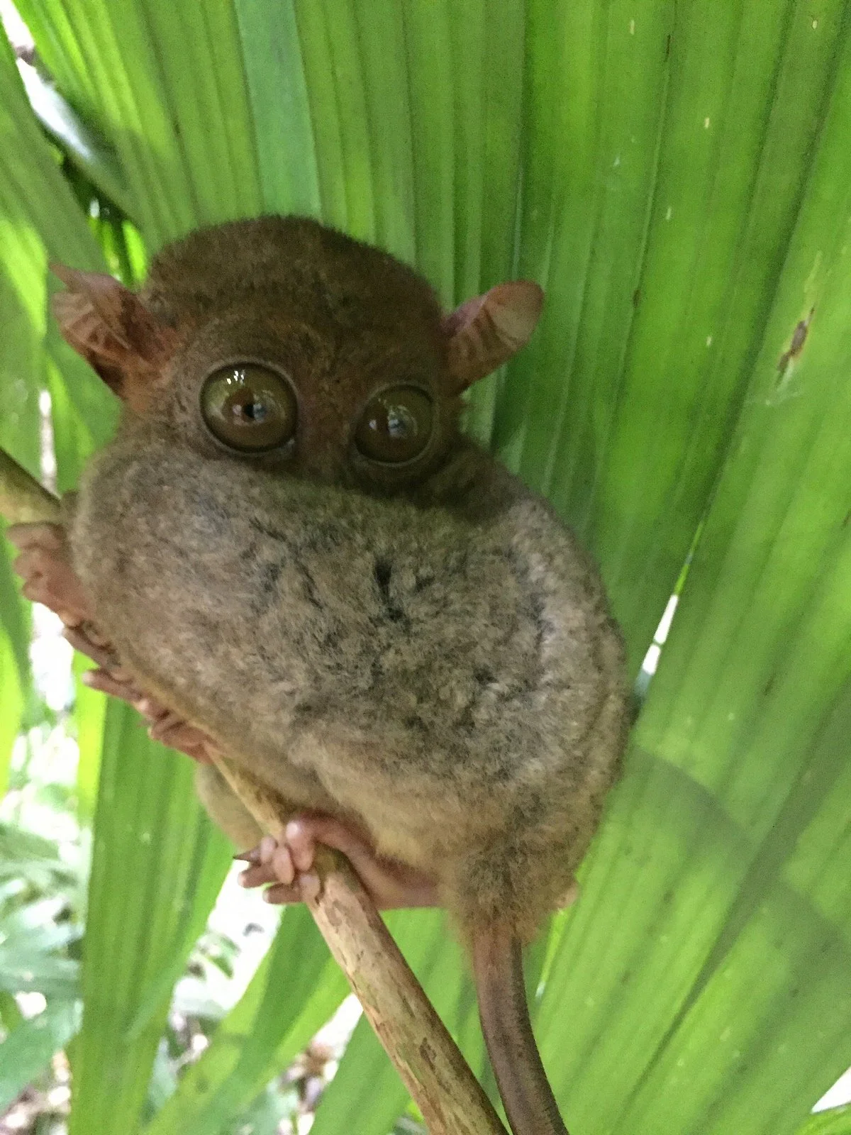 Loboc Wildlife & Nature Park