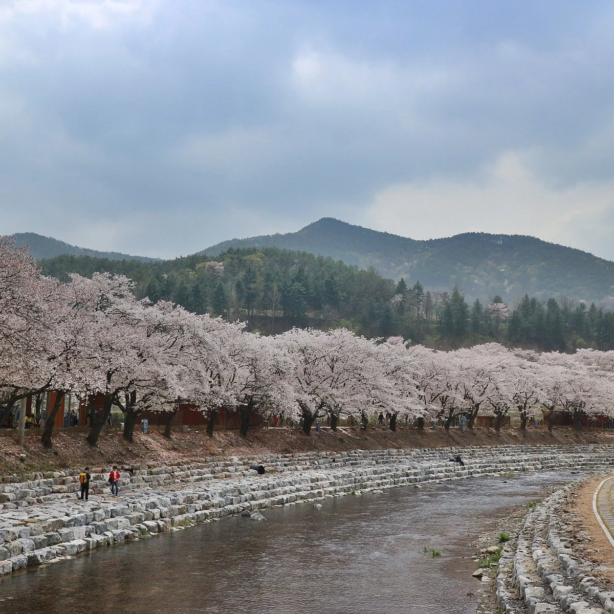 Suanbo Cherry Blossom Road