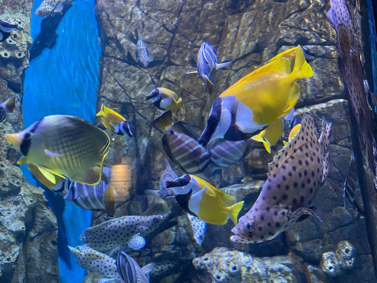 The Cube Oceanarium