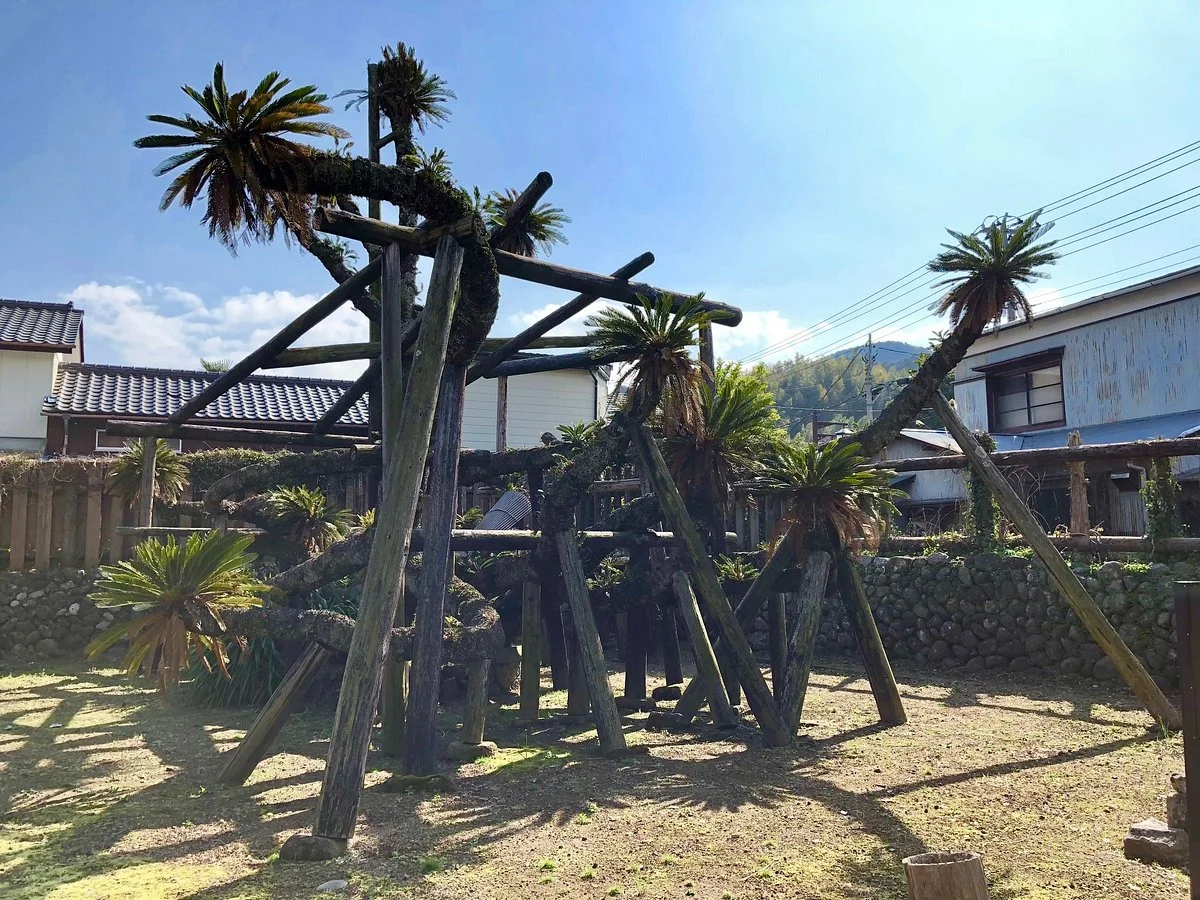 Big Sago Palm of Shimmachi
