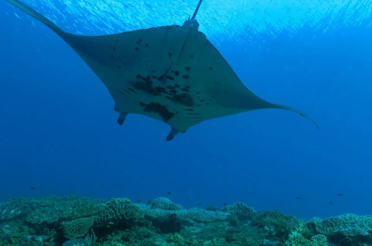 Manta Sandy