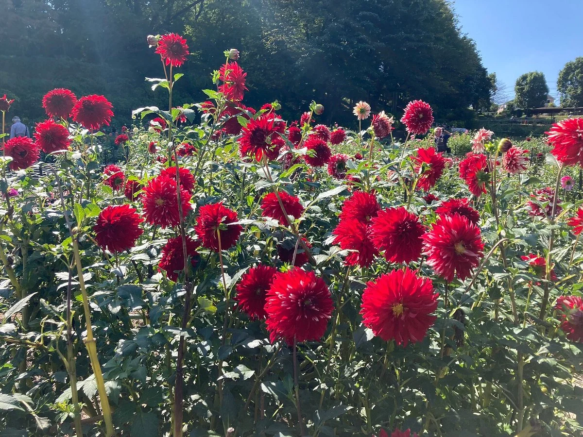 Machida Dahlia Gardens