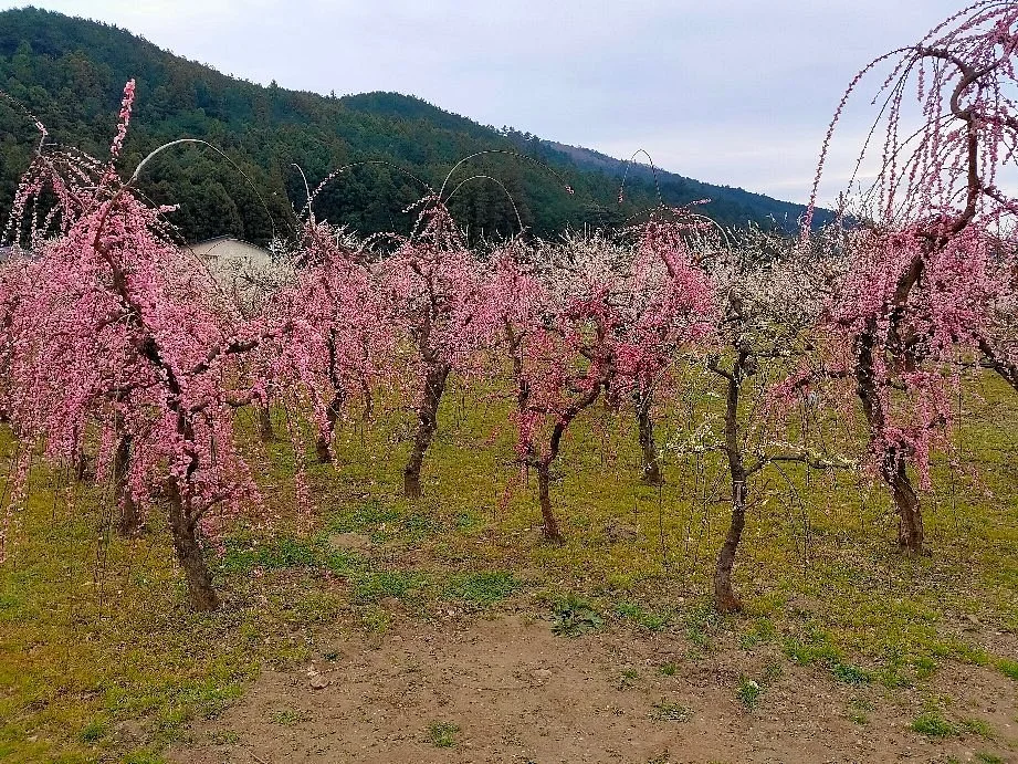 Miyazaki Farm