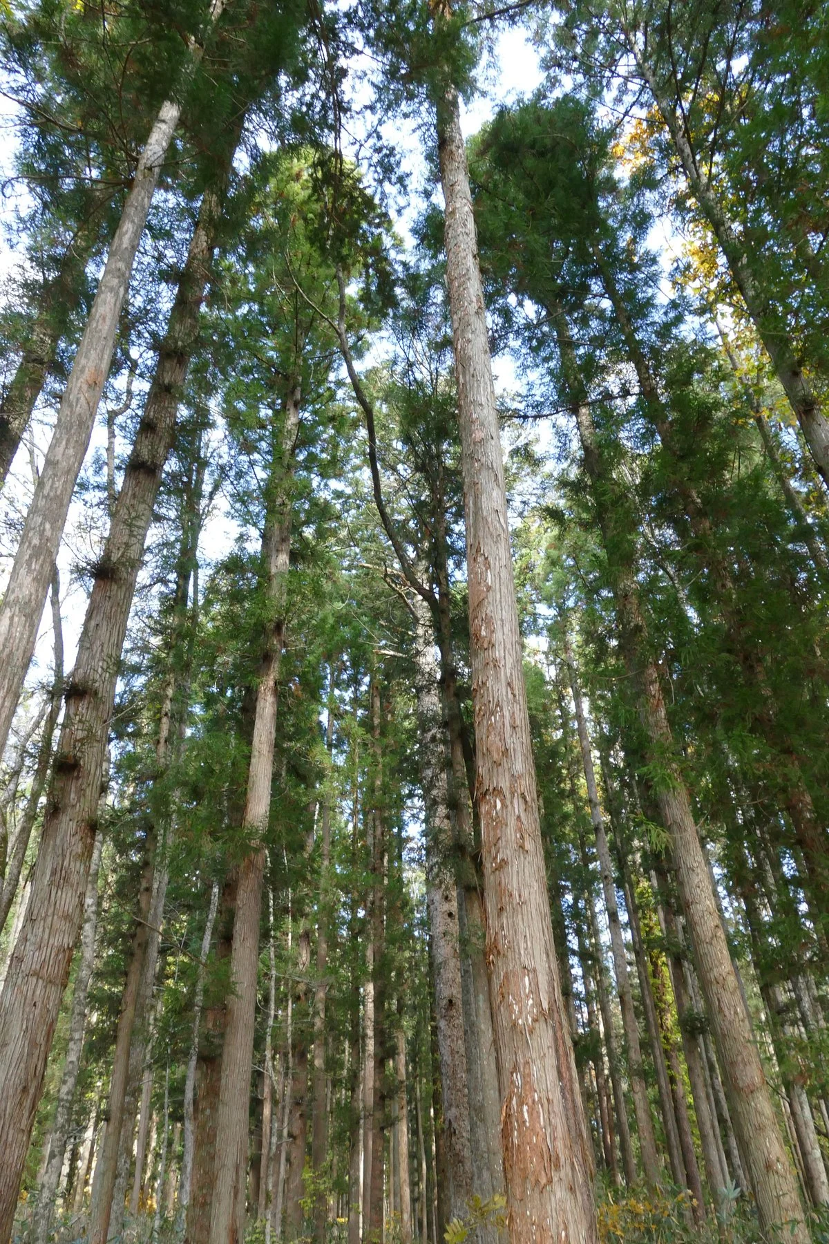 Cryptomeria Avenue