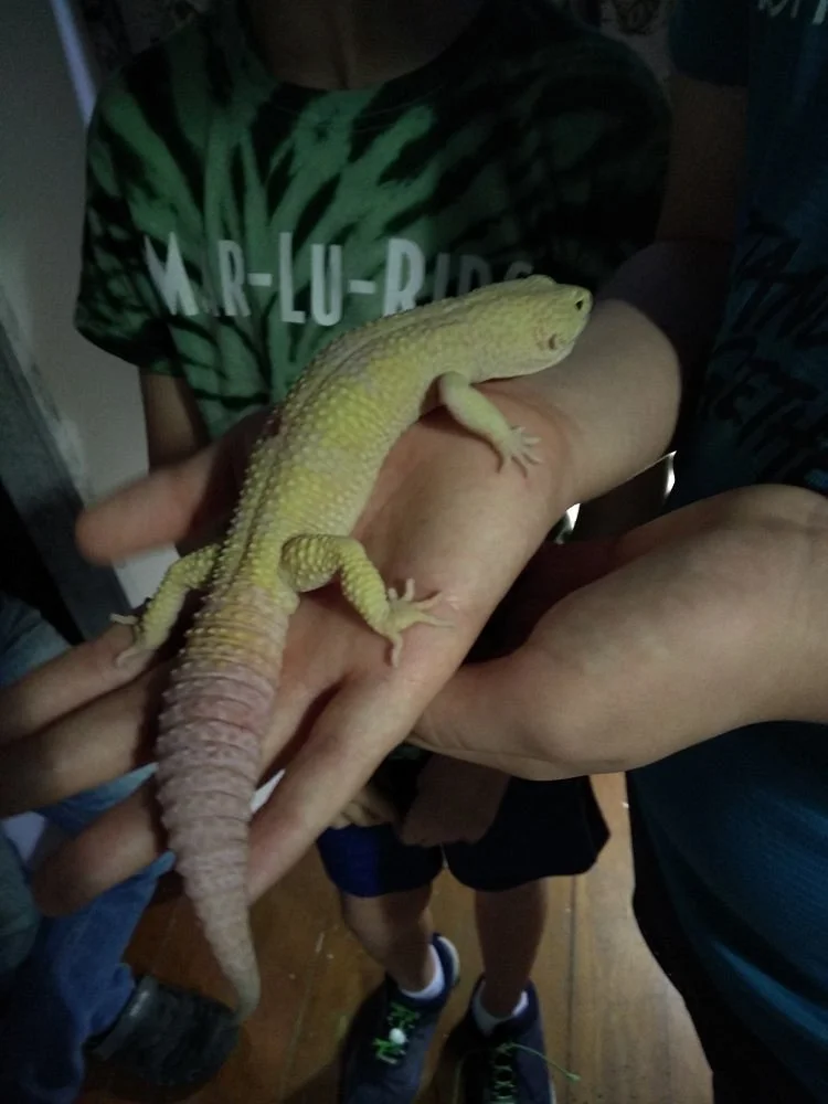 Exotic Land Live Museum