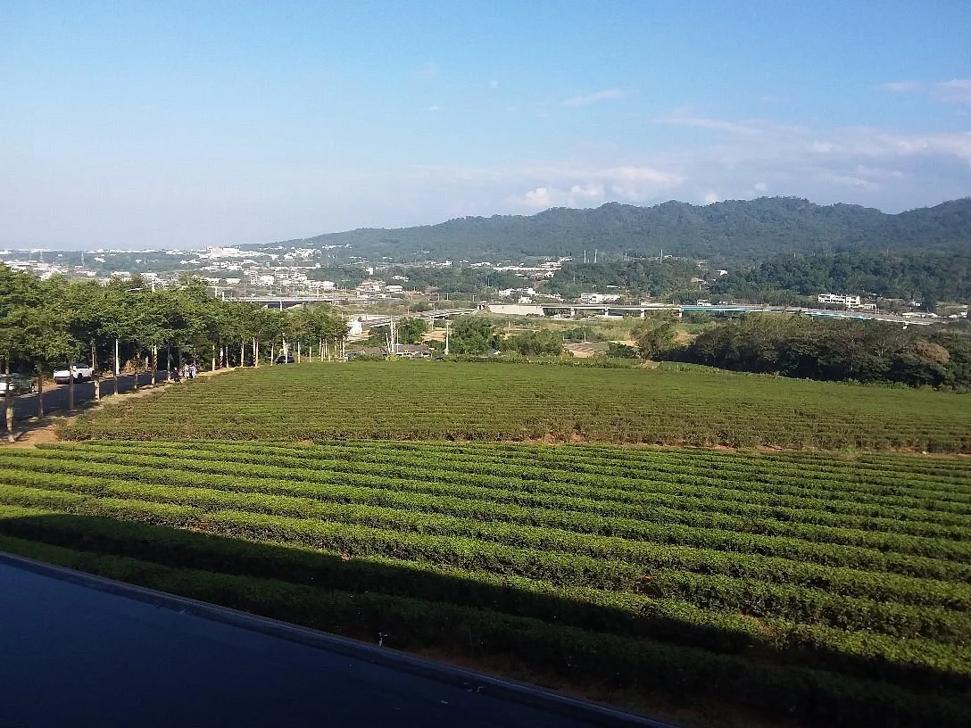 Tongluo Tea Factory