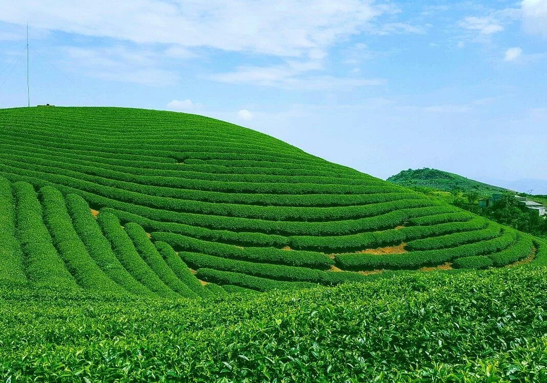 Moc Suong Tea Hill