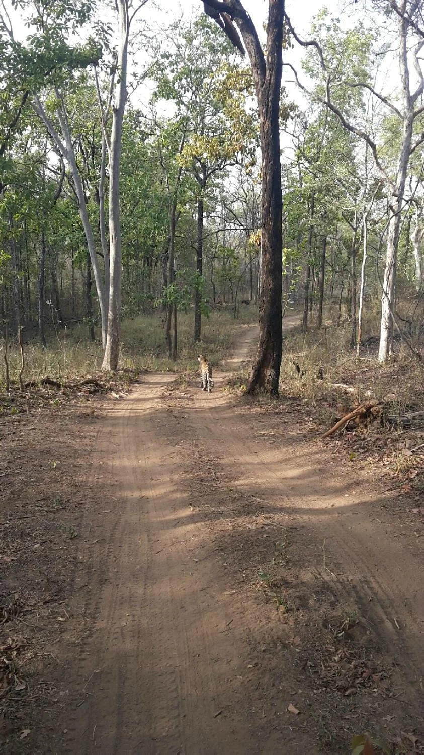 The Bori-Saptura Tiger Reserve
