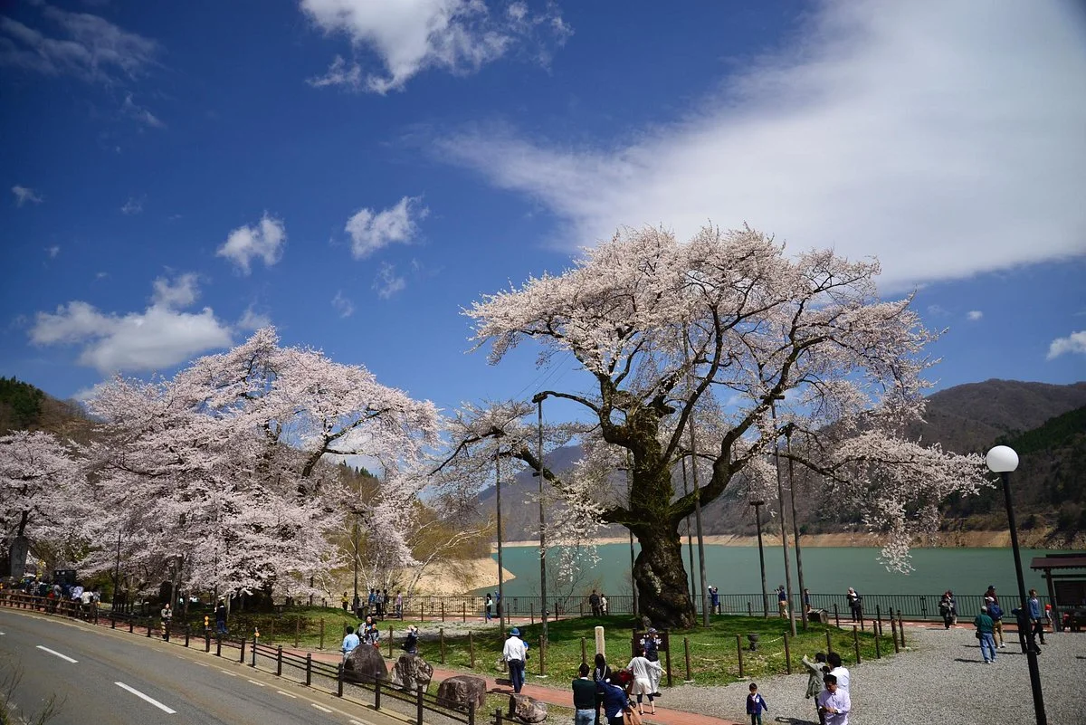 Shokawa-Zakura