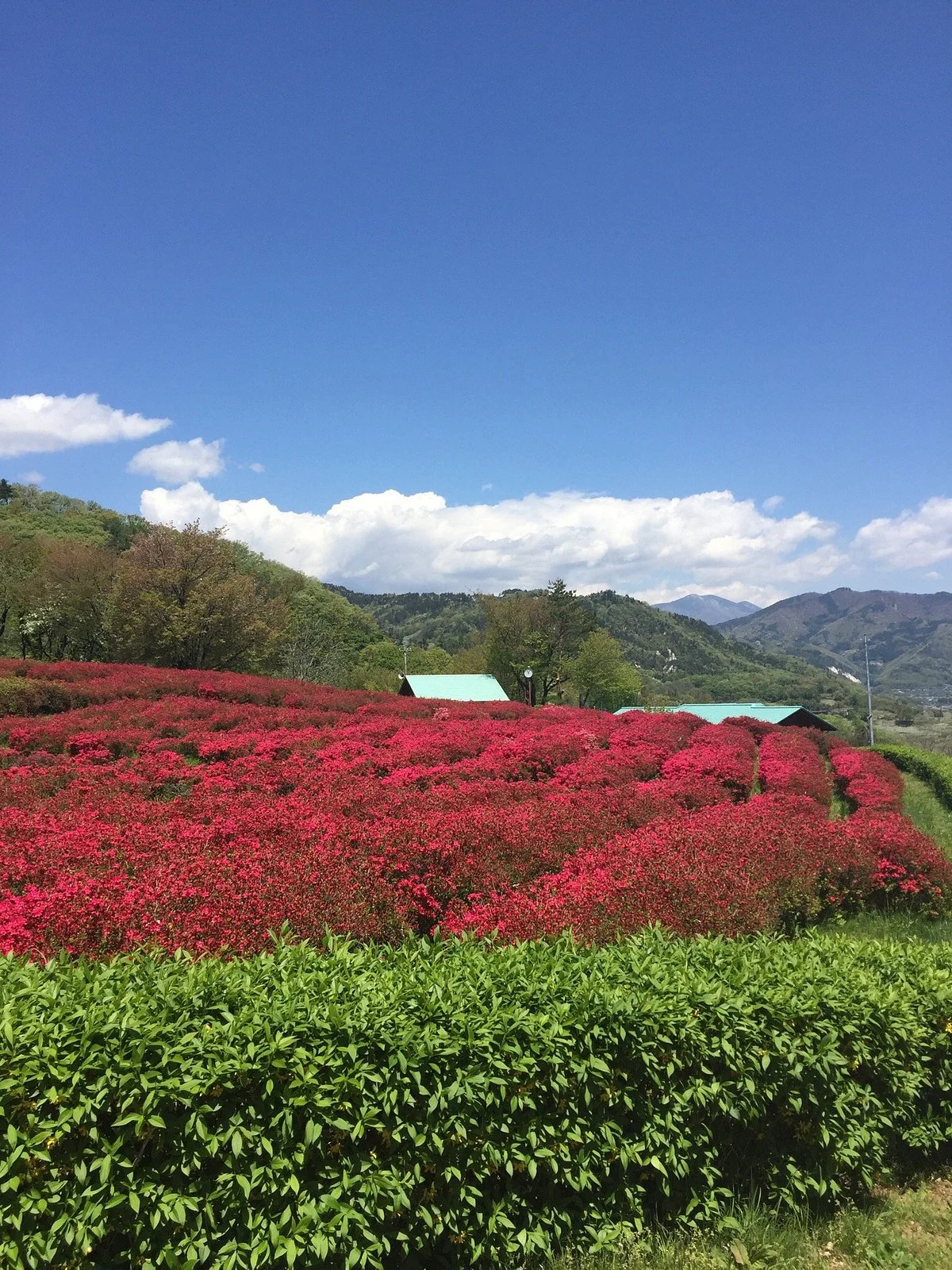 Chausuyama Dinosaur Park