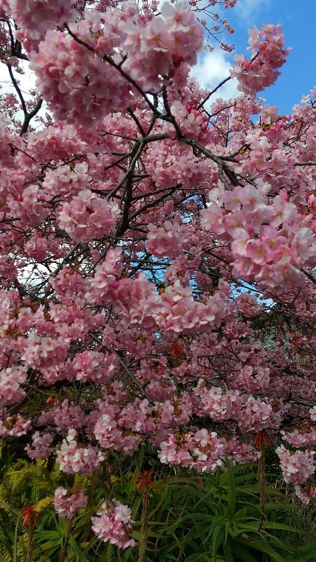 Kawazu Sakura No Genmoku