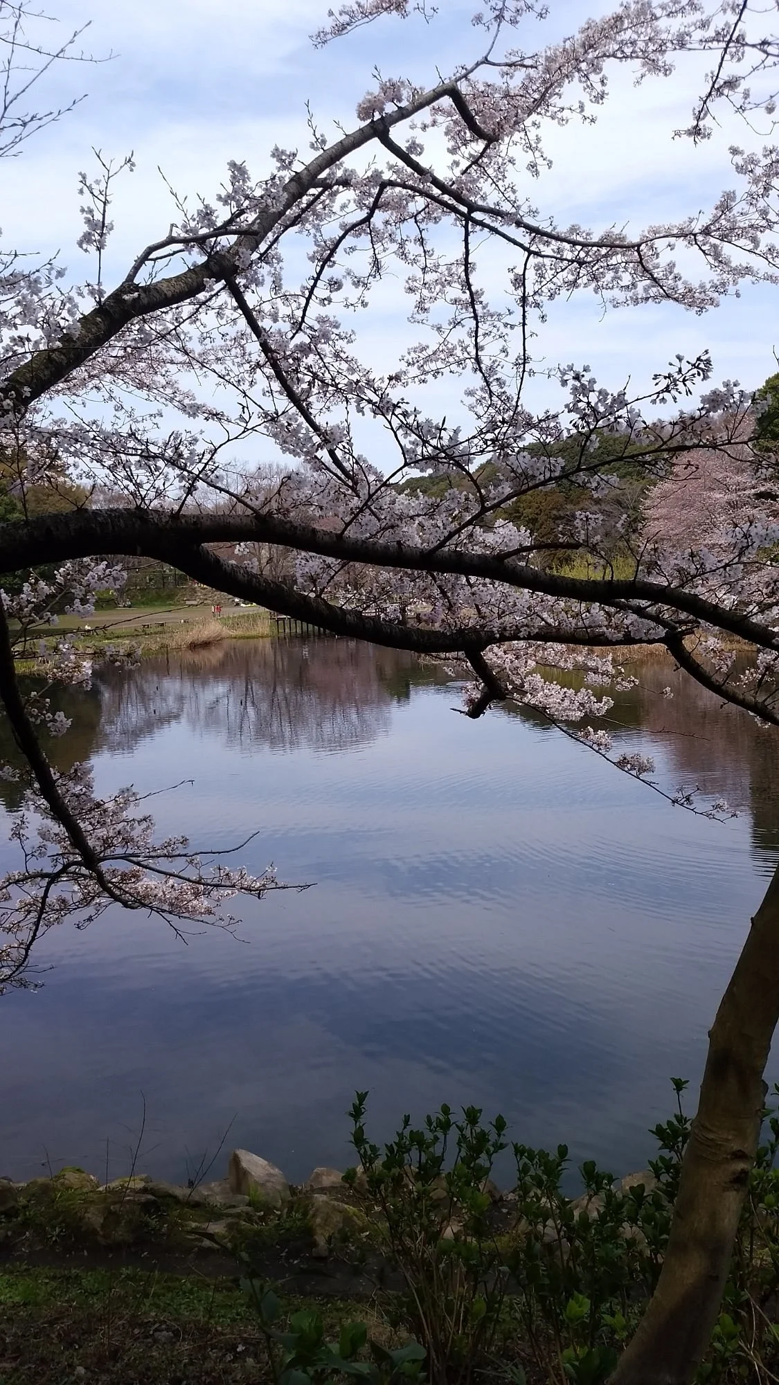 Izumi no Mori