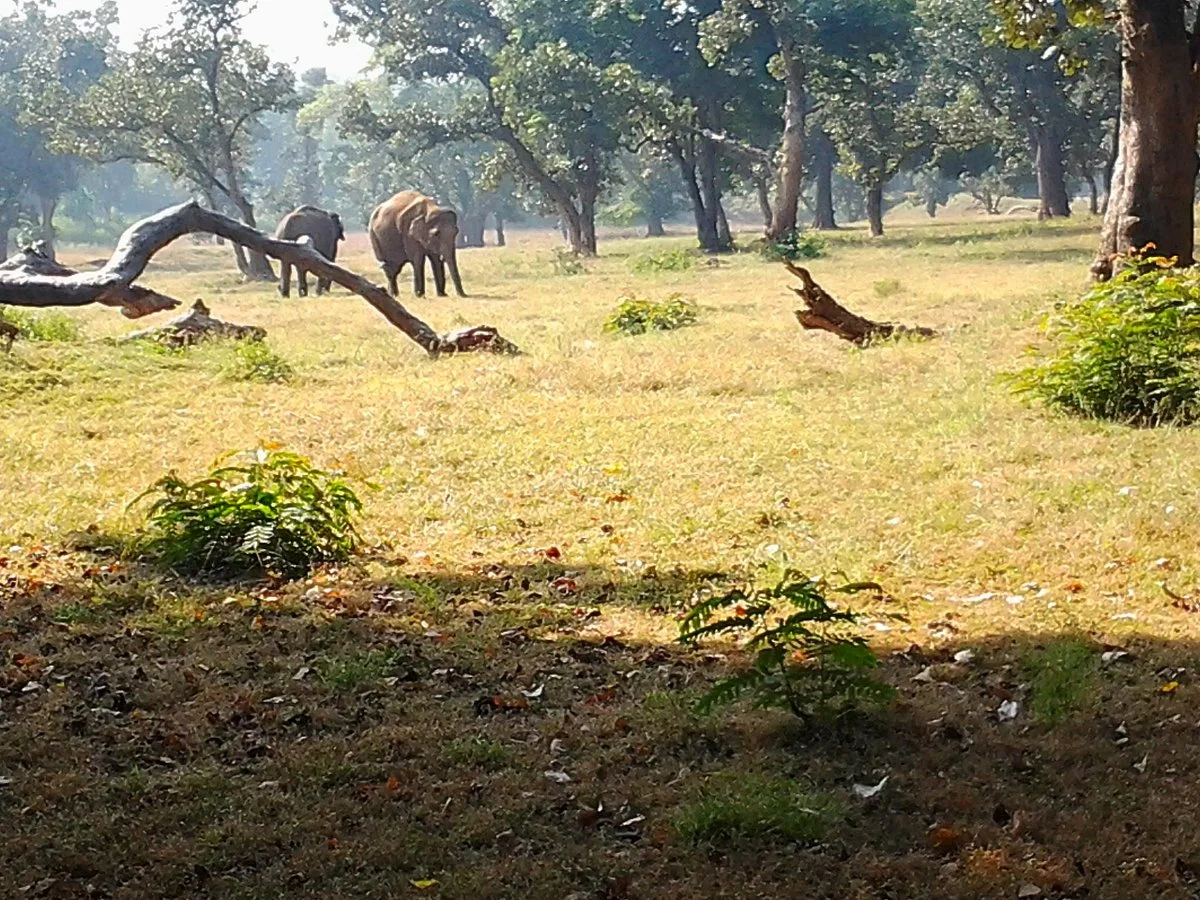 Palamau Tiger Reserve