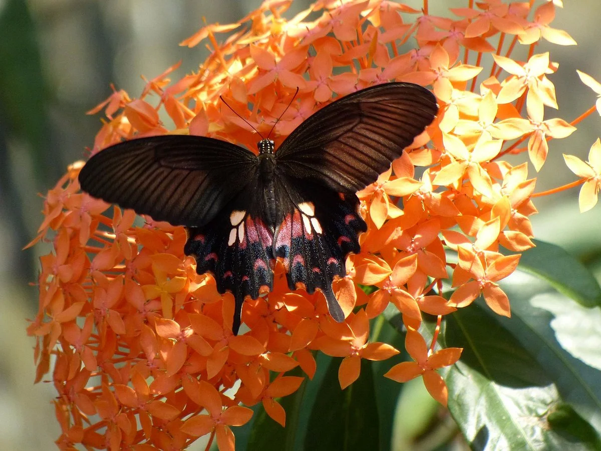 Butterfly Farm Khao Lak